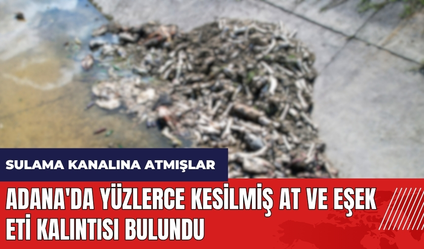 Adana'da yüzlerce kesilmiş at ve eşek eti kalıntısı bulundu