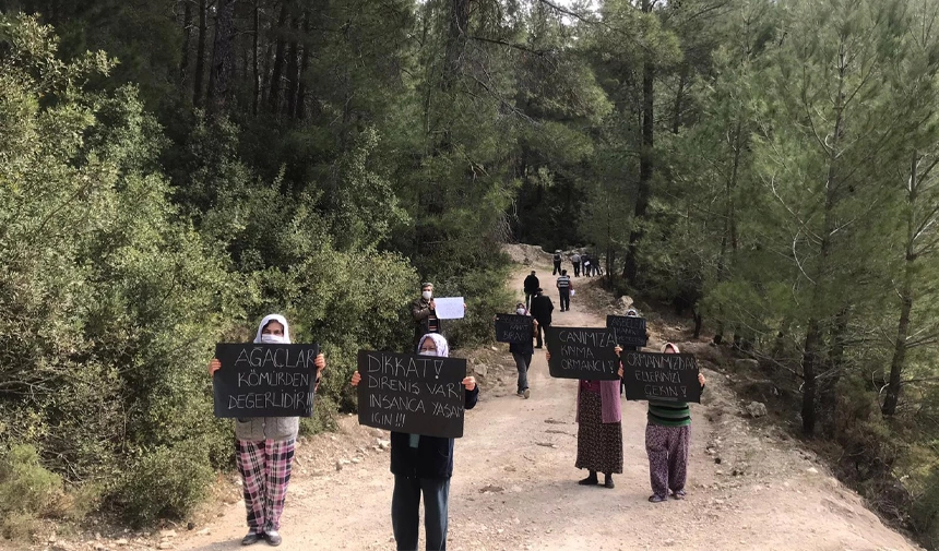 Akbelen Ormanlari Neden Kesiliyor Mugla Akbelen Ormani Nerede Akbelende Neler Oluyor Mugla Milas