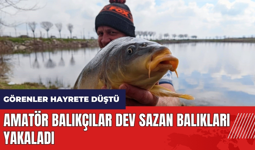 Amatör balıkçılar dev sazan balıkları yakaladı