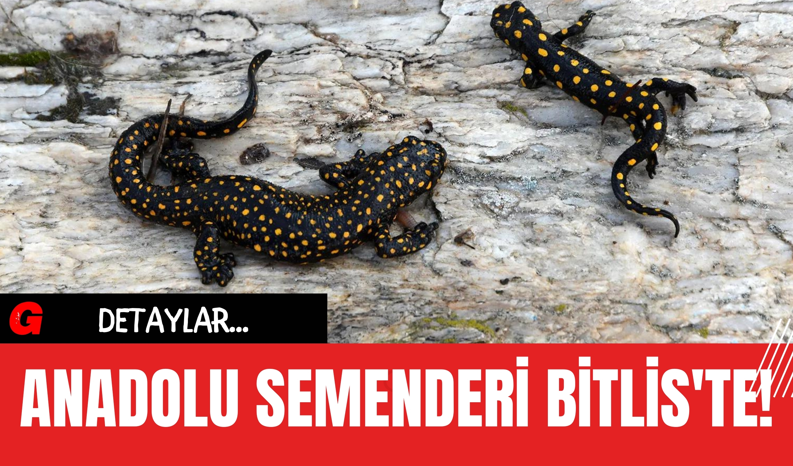 Anadolu Semenderi Bitlis'te!