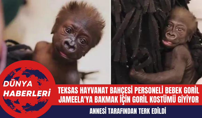 Teksas Hayvanat Bahçesi Personeli Bebek Goril Jameela'ya Bakmak İçin Goril Kostümü Giyiyor