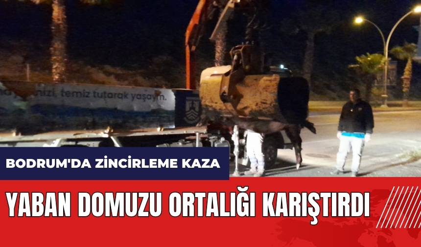 Bodrum'da zincirleme kaza! Yaban domuzu ortalığı karıştırdı