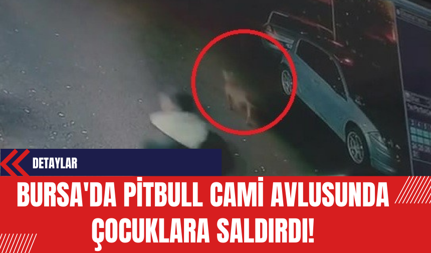 Bursa'da Pitbull Cami Avlusunda Çocuklara Saldırdı!