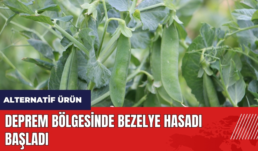 Deprem bölgesinde bezelye hasadı başladı