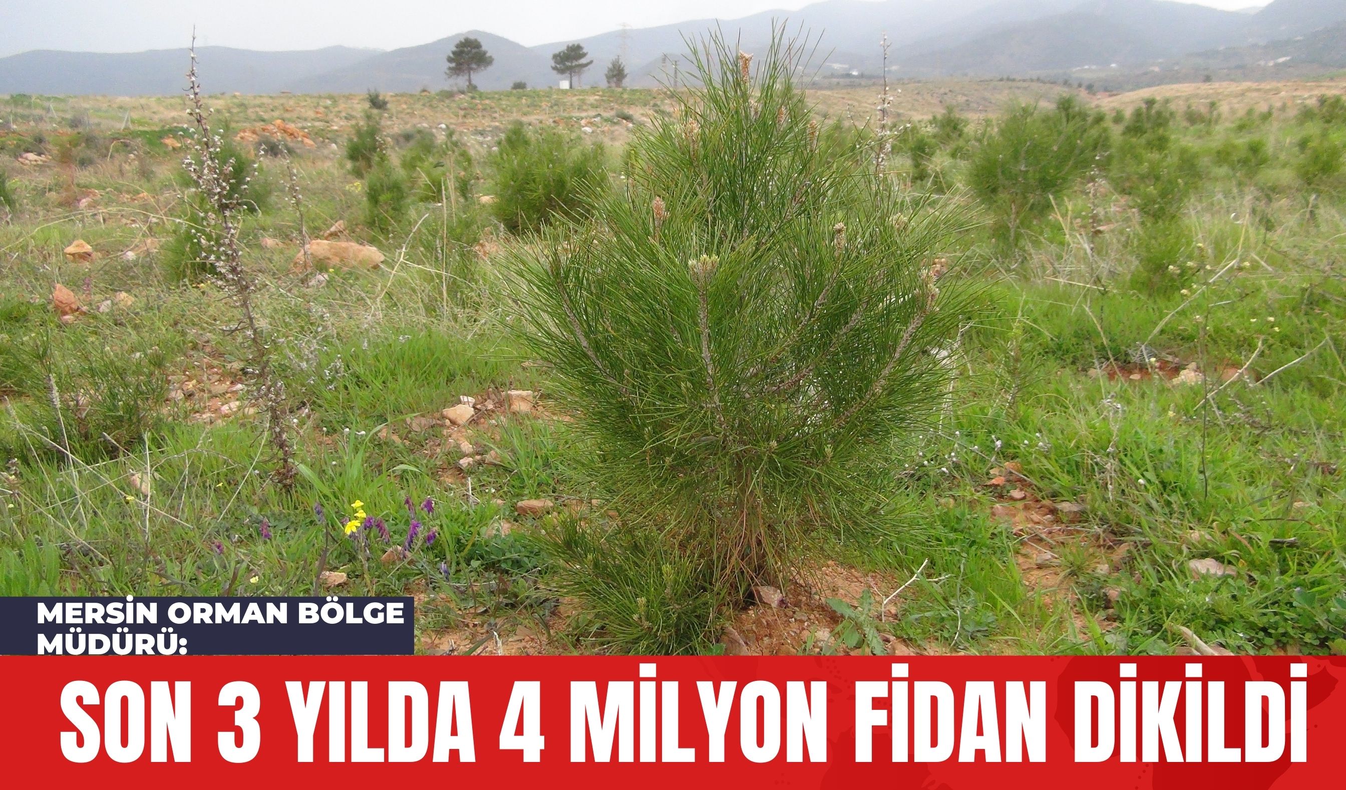 Mersin Orman Bölge Müdürü: Son 3 Yılda 4 Milyon Fidan Dikildi