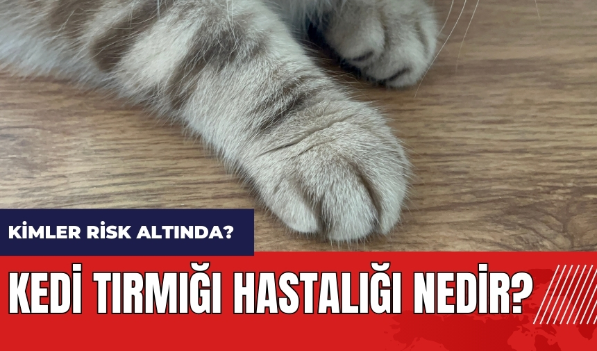 Kedi Tırmığı Hastalığı Nedir? Kimler risk altında?