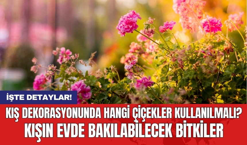 Kış dekorasyonunda hangi çiçekler kullanılmalı? Kışın evde bakılabilecek bitkiler