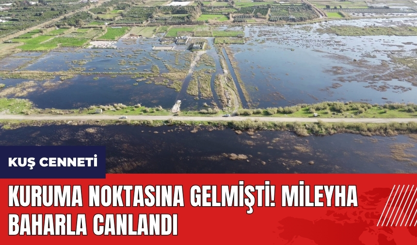 Kuruma noktasına gelmişti! Mileyha baharla canlandı