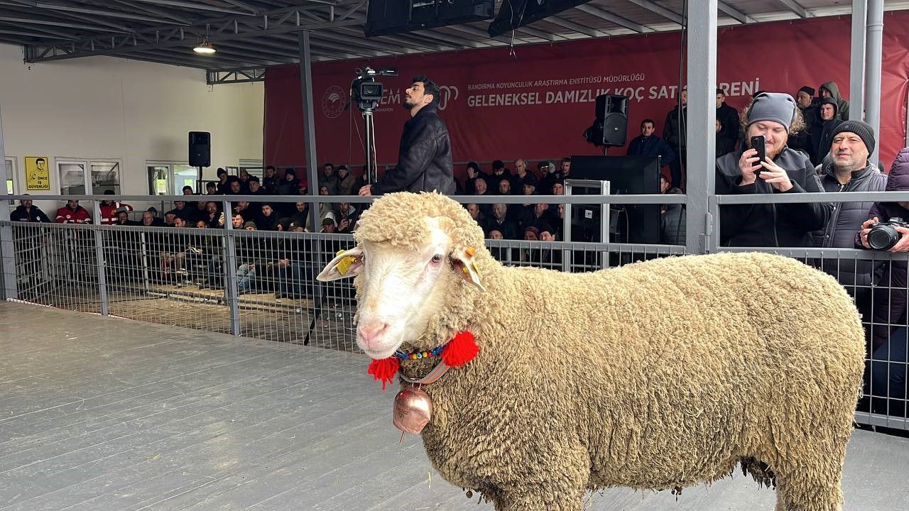 Merinos Koçu 150 Bin Liraya Satıldı (2) Result