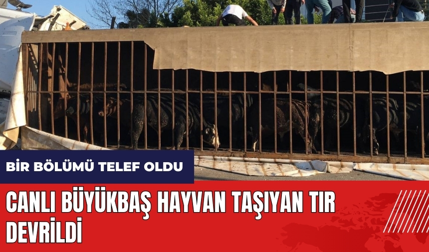 Mersin'de canlı büyükbaş hayvan taşıyan tır devrildi