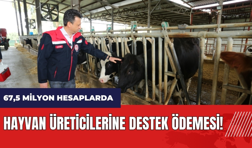 Muğla'da hayvan üreticilerine destek ödemesi! 67,5 milyon bugün hesaplarda