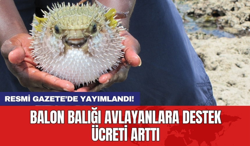 Resmi Gazete’de yayımlandı! Balon balığı avlayanlara destek ücreti arttı