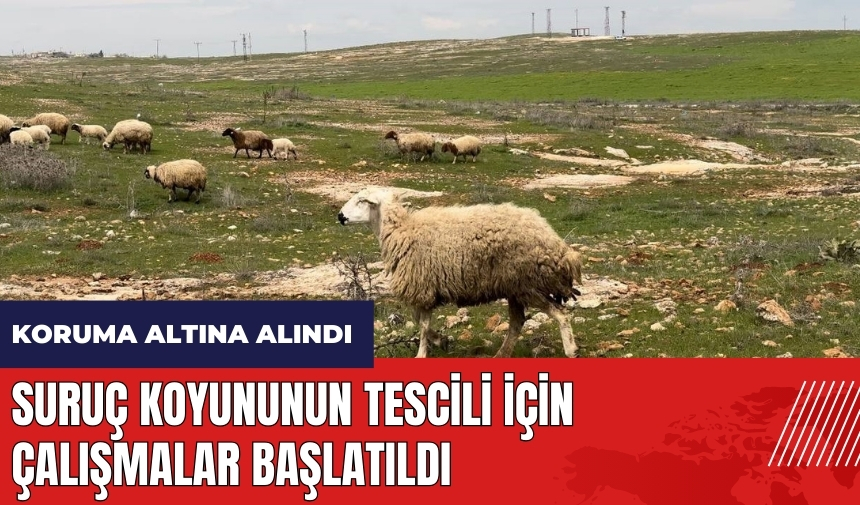 Suruç koyununun tescili için çalışmalar başlatıldı