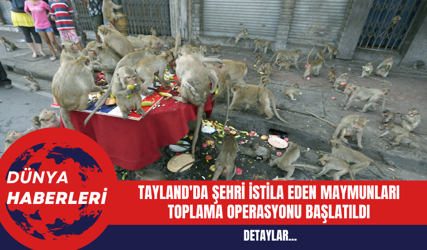 Tayland'da Şehri İstila Eden Maymunları Toplama Operasyonu Başlatıldı