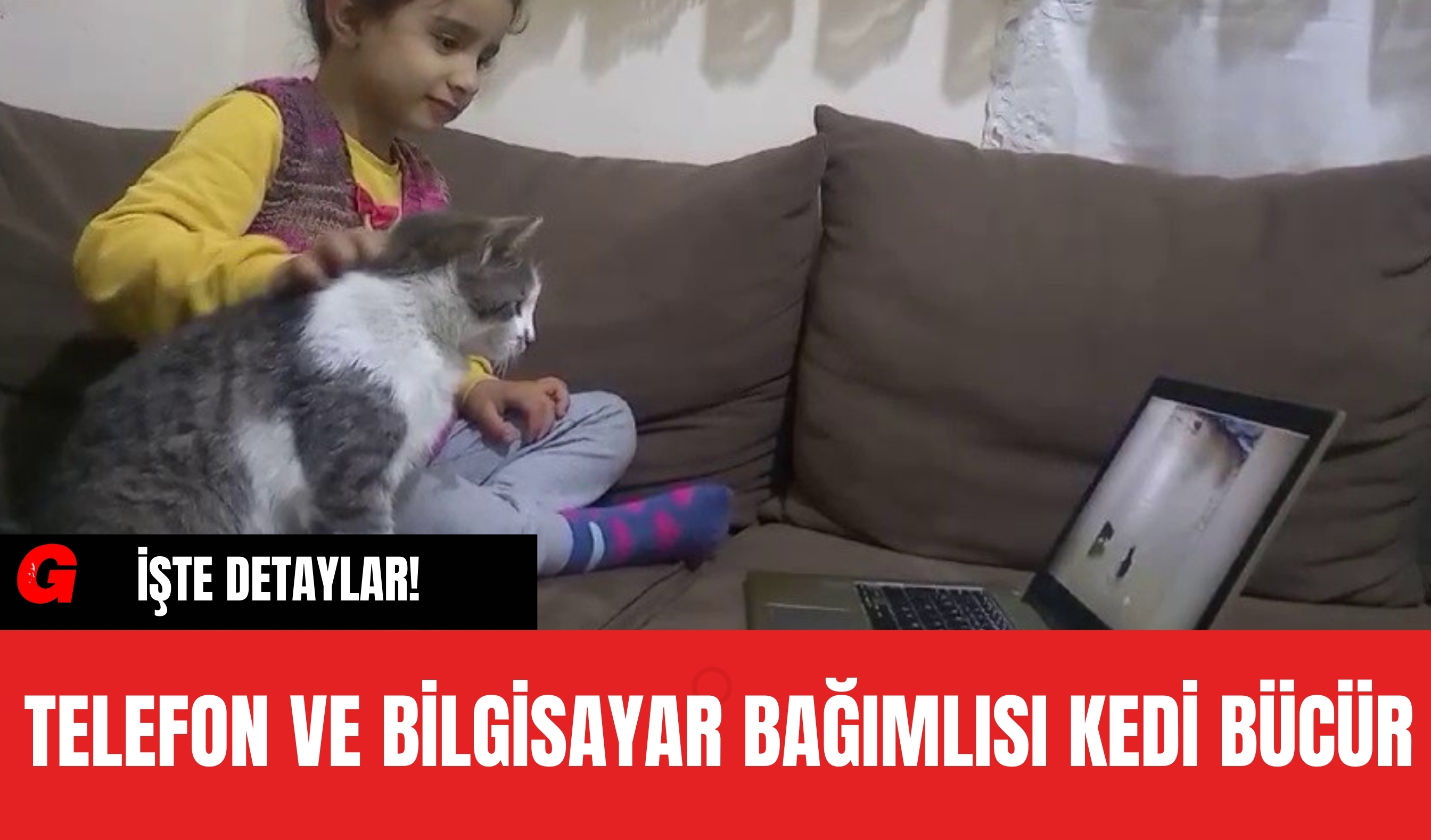 Telefon ve Bilgisayar Bağımlısı Kedi Bücür