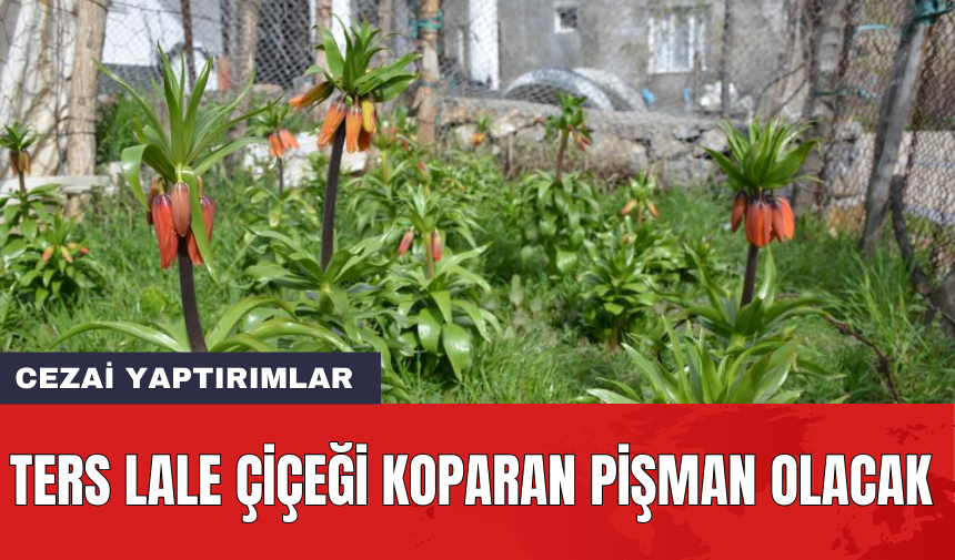 Ters Lale çiçeği koparan pişman olacak