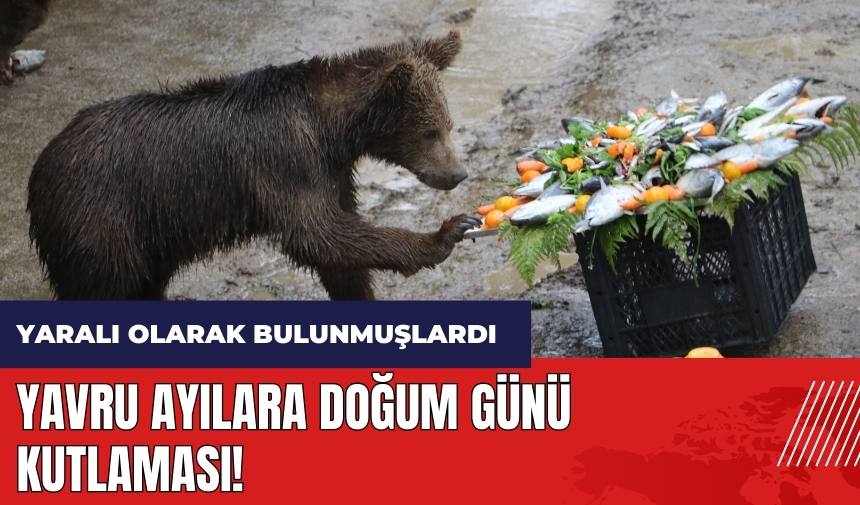 Yavru ayılara doğum günü kutlaması!