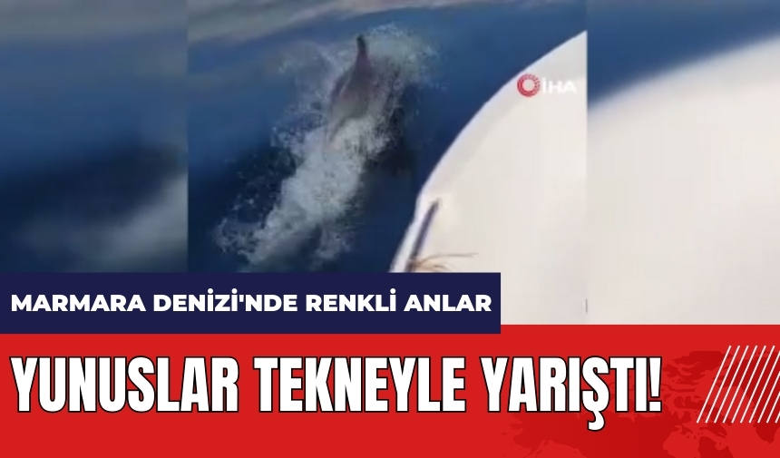 Yunuslar tekneyle yarıştı! Marmara Denizi'nde renkli anlar