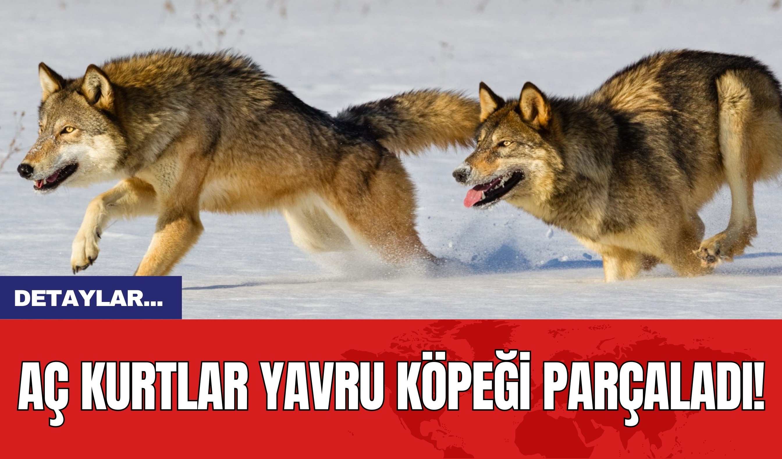 Aç Kurtlar Yavru Köpeği Parçaladı!