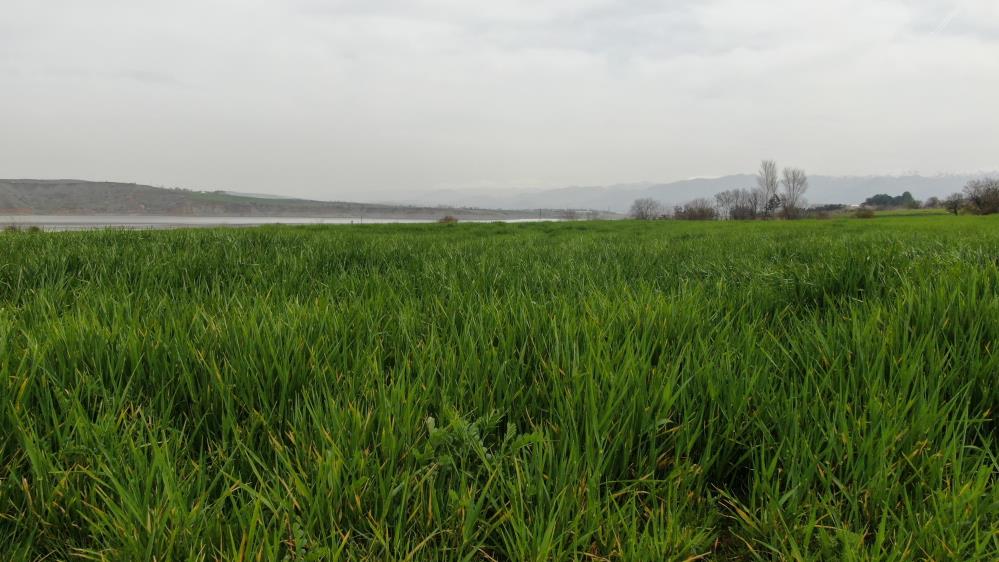 Elazığ’da bahar yağmurları çiftçilerin yüzünü güldürdü