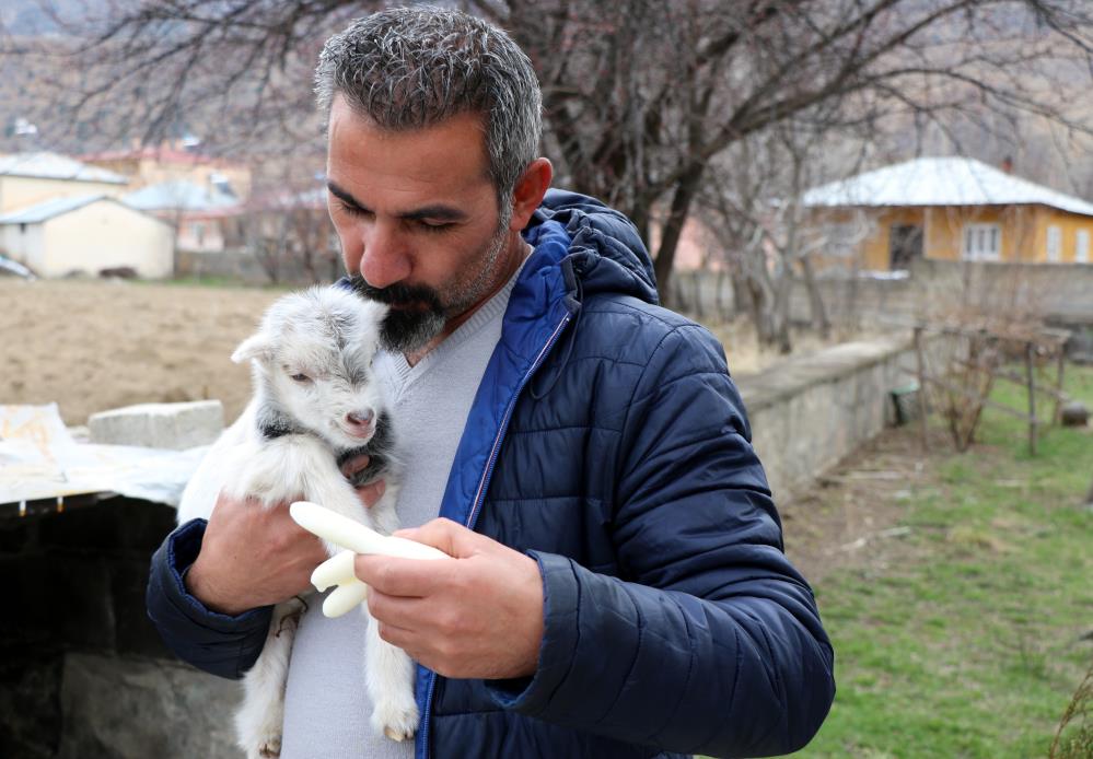 Erzincan'da ayı tarafından yaralanan keçi yavrusu kurtarıldı ve büyüdü