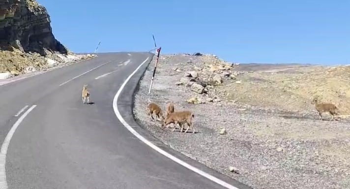 Çukurca'da yabani dağ keçileri sürü halinde görüntülendi