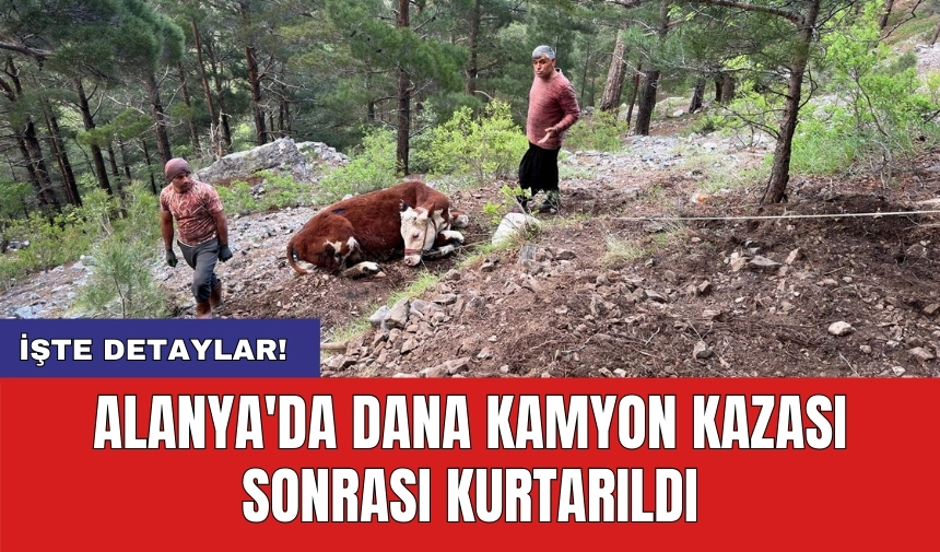 Alanya'da dana kamyon kazası sonrası kurtarıldı