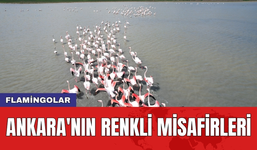 Ankara'nın renkli misafirleri: Flamingolar