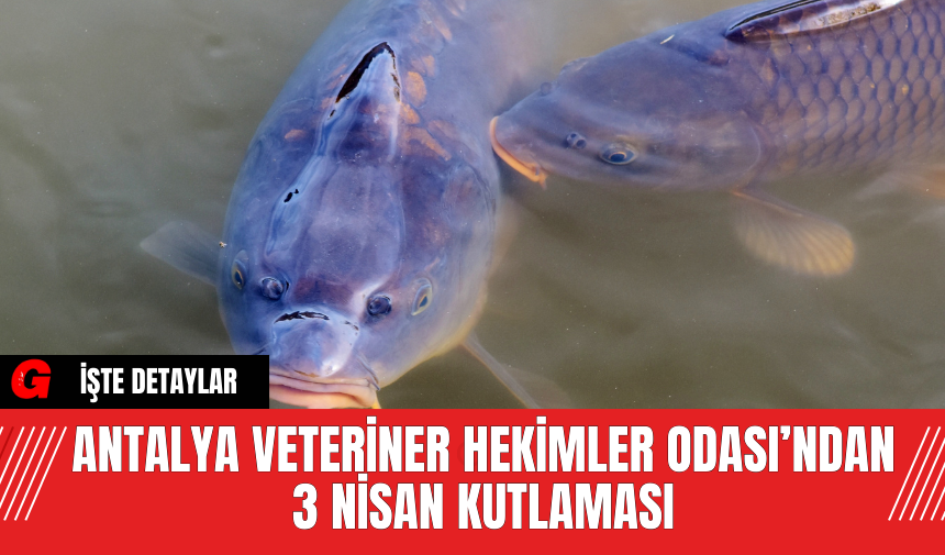 Antalya Veteriner Hekimler Odası’ndan 3 Nisan Kutlaması