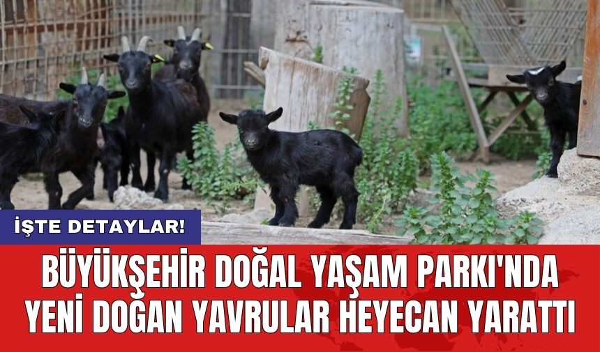 Büyükşehir Doğal Yaşam Parkı'nda yeni doğan yavrular heyecan yarattı