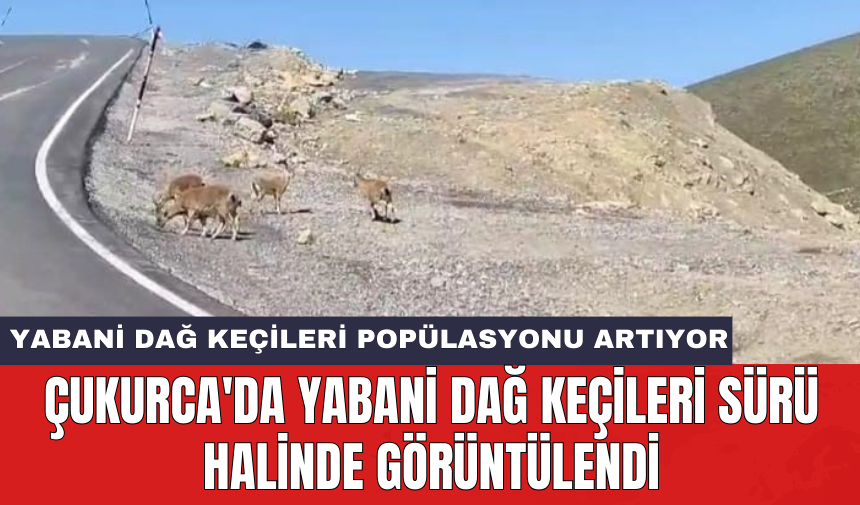 Çukurca'da yabani dağ keçileri sürü halinde görüntülendi