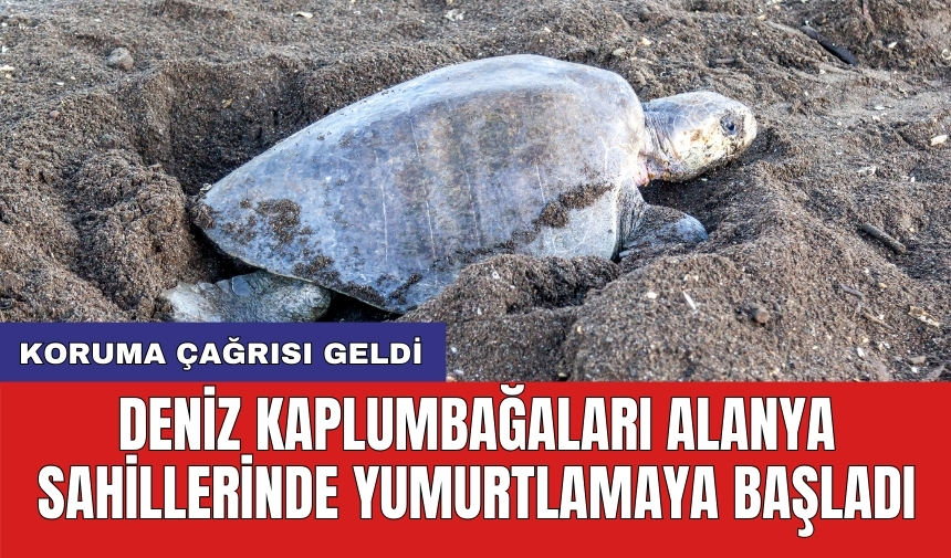 Deniz kaplumbağaları Alanya sahillerinde yumurtlamaya başladı: Koruma çağrısı geldi