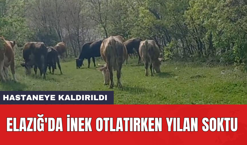 Elazığ'da inek otlatırken yılan soktu: Hastaneye kaldırıldı