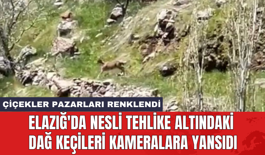 Elazığ'da nesli tehlike altındaki dağ keçileri kameralara yansıdı