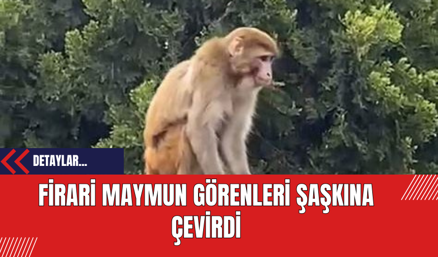 Fatih'te Parke Taşlarının Üzerinde Dolaşan Maymun Şaşırttı