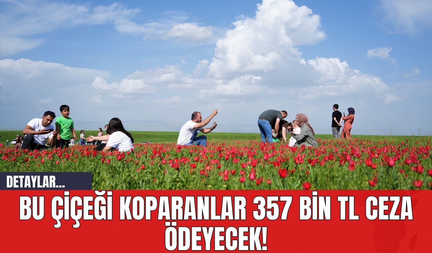 Bu Çiçeği Koparanlar 357 Bin TL Ceza Ödeyecek!