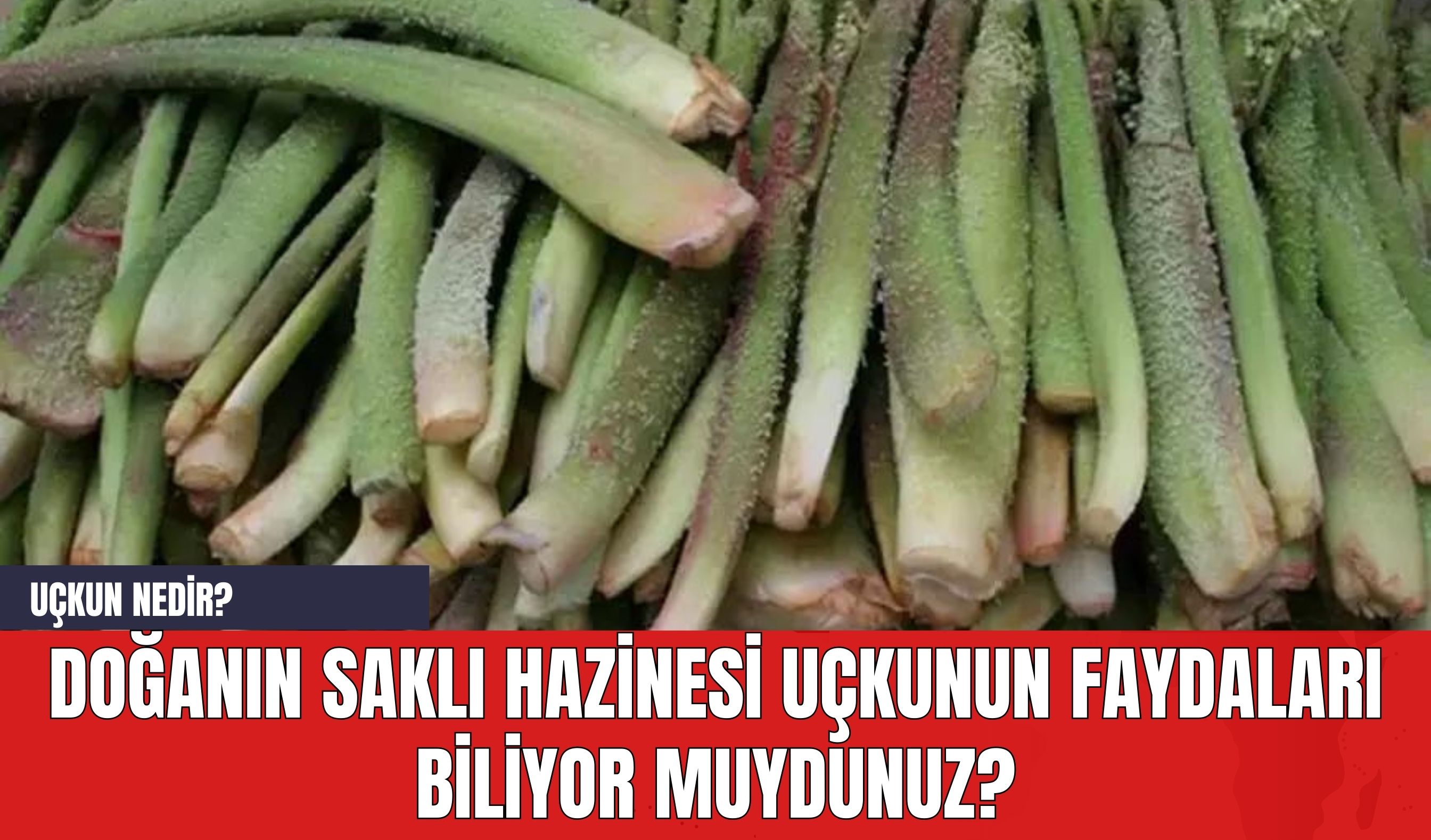 Doğanın Saklı Hazinesi Uçkunun Faydaları Biliyor muydunuz? Uçkun Nedir?