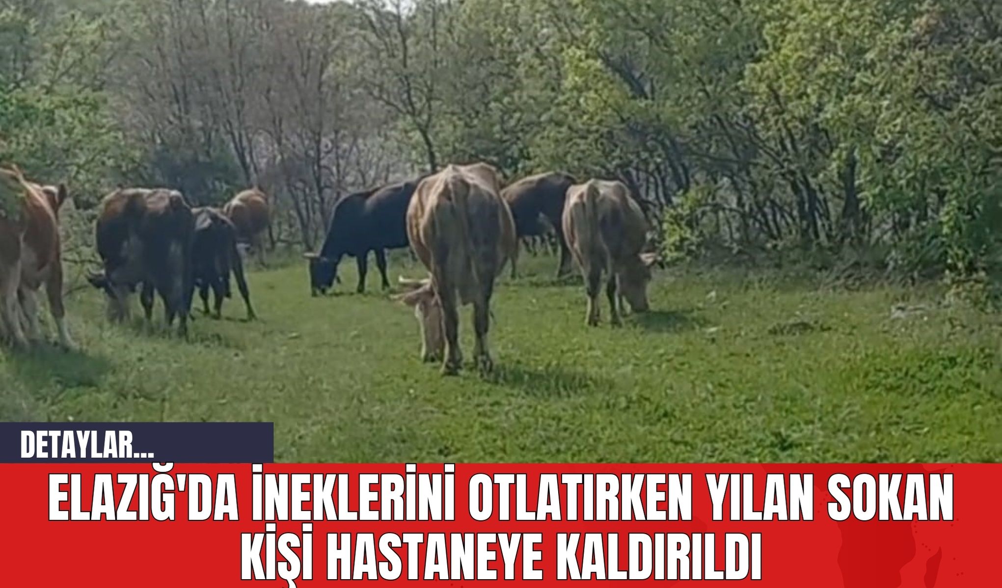 Elazığ'da İneklerini Otlatırken Yılan Sokan Kişi Hastaneye Kaldırıldı