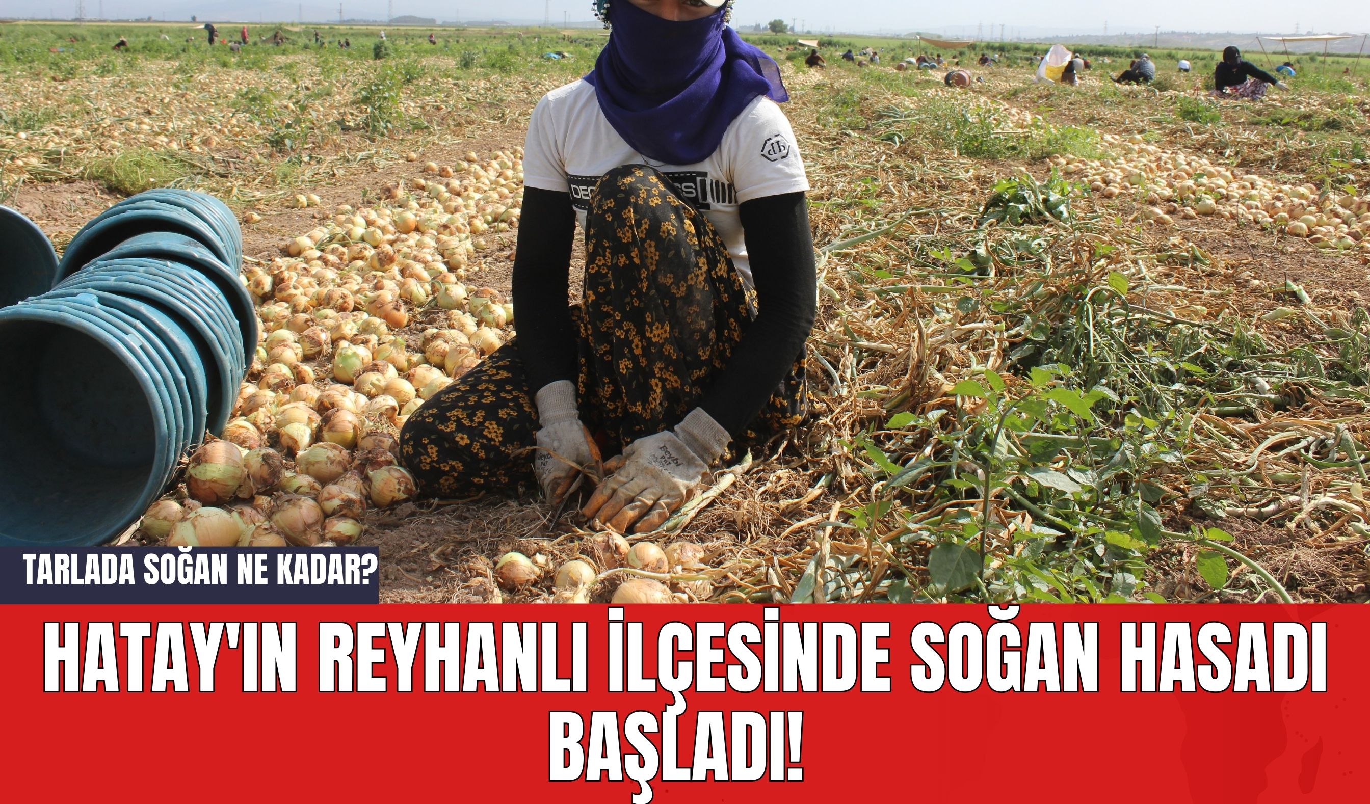 Hatay'ın Reyhanlı İlçesinde Soğan Hasadı Başladı! Tarlada Soğan Ne Kadar?