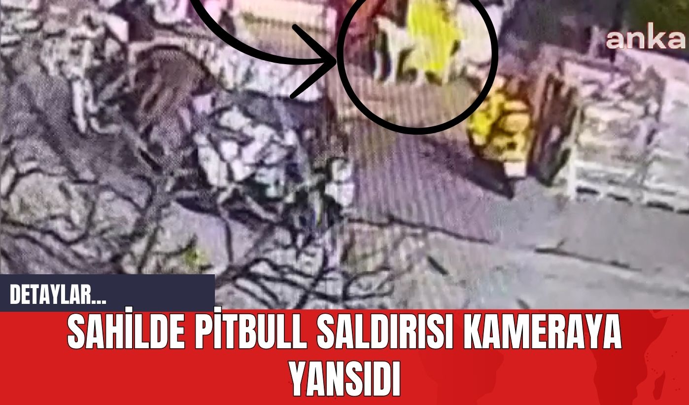 Sahilde Pitbull Saldırısı Kameraya Yansıdı