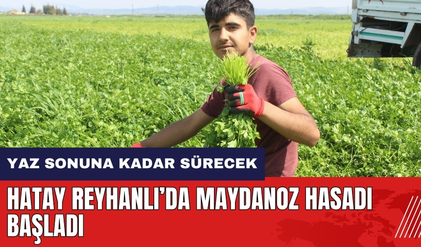 Hatay Reyhanlı'da maydanoz hasadı başladı