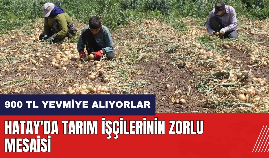 Hatay'da tarım işçilerinin zorlu mesaisi!