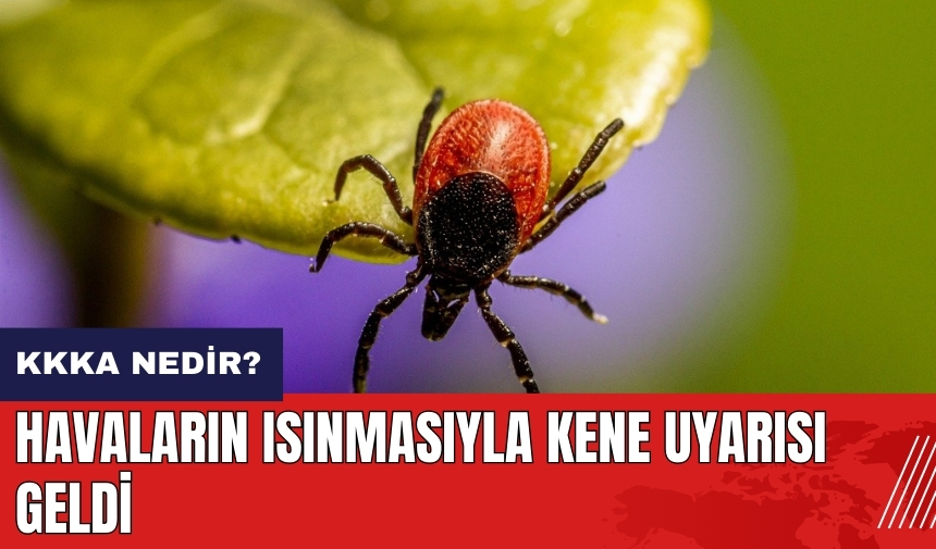 Havaların ısınmasıyla kene uyarısı geldi! Kırım Kongo Kanamalı Ateşi nedir?