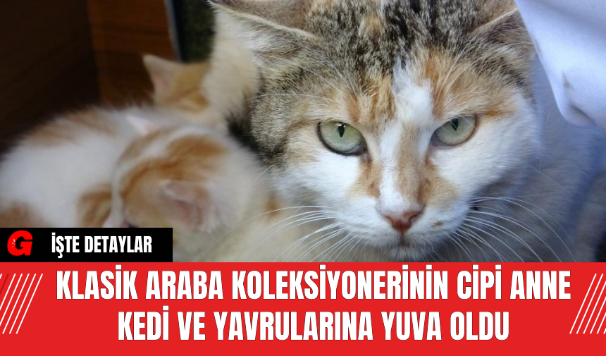 Klasik Araba Koleksiyonerinin Cipi Anne Kedi ve Yavrularına Yuva Oldu