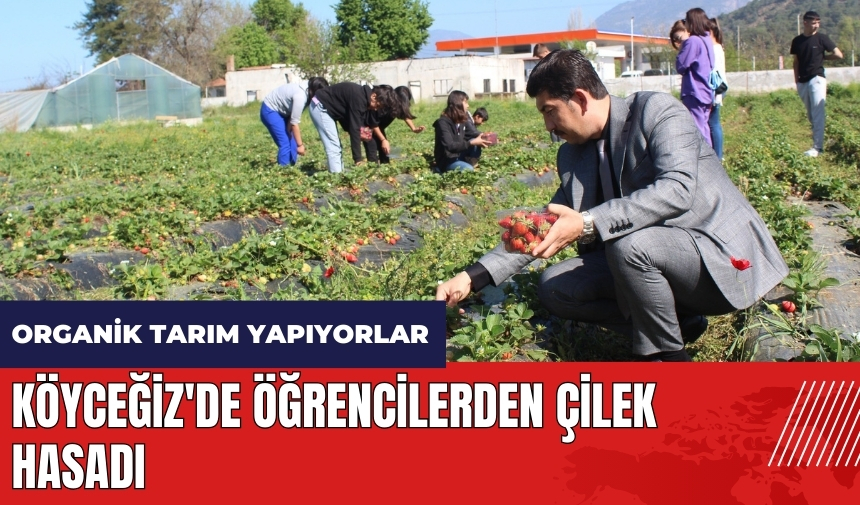 Köyceğiz'de öğrencilerden çilek hasadı