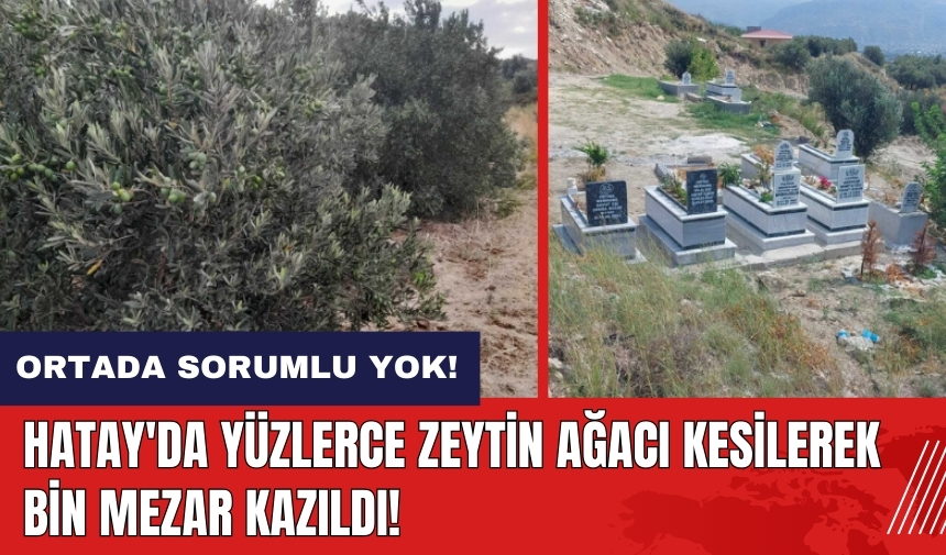 Hatay'da yüzlerce zeytin ağacı kesilip bin mezar kazıldı!