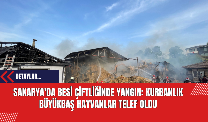 Sakarya'da Besi Çiftliğinde Yangın: Kurbanlık Büyükbaş Hayvanlar Telef Oldu