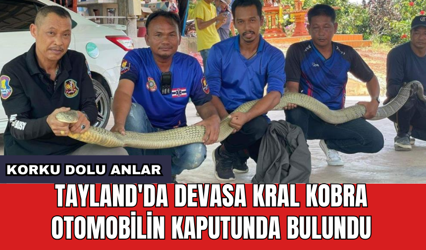 Tayland'da devasa kral kobra otomobilin kaputunda bulundu