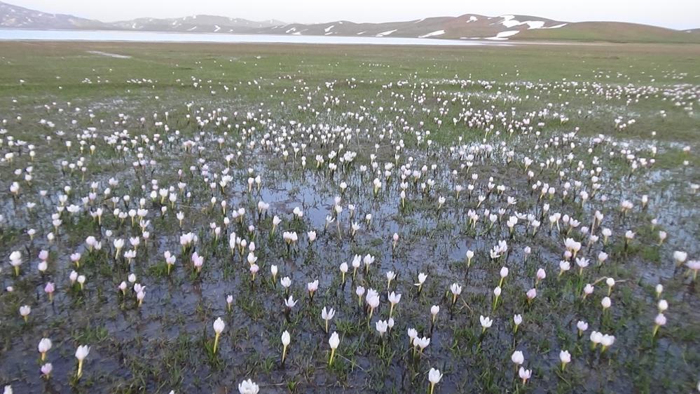 Urartu Kralı'nın yaptırdığı Keşiş Gölü yaban kuşlarına yeniden ev sahipliği yapıyor