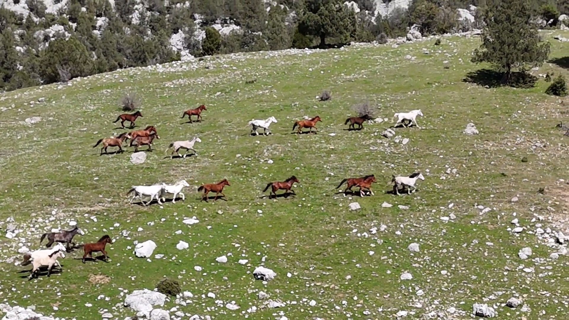 Antalya'da özgürlüğün tadını çıkaran yılkı atları göz kamaştırıyor